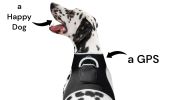 Remote Pet Surveillance Pet Tracker Waterproof Collar Mounted GPS for Pet Size:M