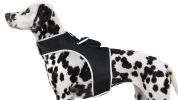 Trace Using Pet Route History w/ Mini Dog Tracker Device + Mobile Apps Size:S