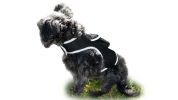 Trace Using Pet Route History w/ Mini Dog Tracker Device + Mobile Apps Size:S