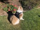 Collar Tag Dog Locator Rechargeable + Realtime Easy Pet GPS App System Size:M