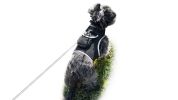 Mini Dog Location Finder w/ Easy Download Mobile Pet Tracker Free App Size:S
