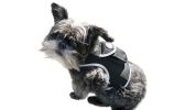 Collar Tag Dog Locator Rechargeable + Realtime Easy Pet GPS App System Size:M