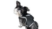 Remote Pet Surveillance Pet Tracker Waterproof Collar Mounted GPS for Pet Size:M