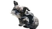 Rechargeable Pocket Pet GPS Collar Location Finder Waterproof Tracker Size:XS