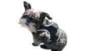 GPRS GSM Portable Dog GPS Tracking System Waterproof Mini Pet Tracker Size:S