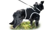 Mini Advanced Rechargeable GSM GPRS Pet GPS Tracker Portable Tracking Size:XS